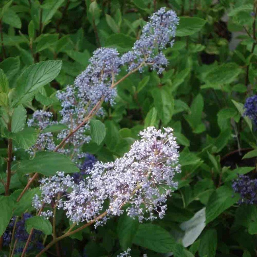 Ceanothus-Gloire-de-Versailles-80016-1.jpg